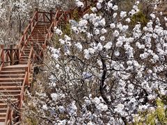 -大岭沟猕猴桃谷风景区