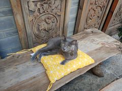 -喵屿·大理花园猫咖