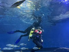 -海合安武汉极地海洋公园
