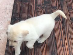 -翊宠yipet猫狗购宠庄园犬舍•猫舍