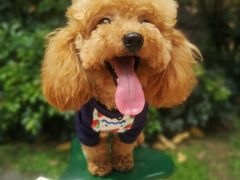 -帕帕拉兹宠物(亚洲旗舰店)