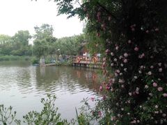 -鹅湖玫瑰文化园