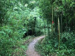 -都江堰中华大熊猫苑
