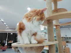 -喵园·猫主题咖啡厅·撸猫·猫咖(国贸店)
