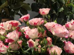 -BOBLOOM花店(宝龙旭辉广场店)