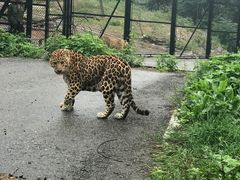 -大连森林动物园