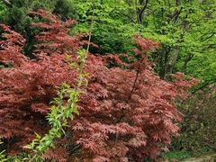 -庐山风景区花径公园