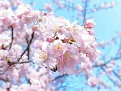 -顾村公园