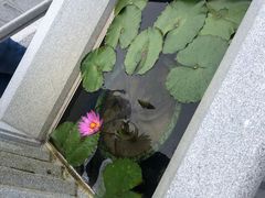 -宝莲禅寺