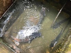 -勐海县南糯山水河寨小李美食餐厅