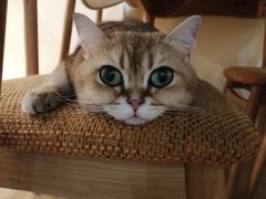 -滚猫咖啡·猫咖·猫友好撸猫(未来城店)