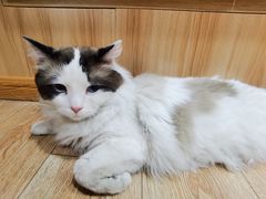 -白兔子密室(长寿路店)