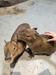 -Zoolung Zoolung动物主题公园(海信广场店)
