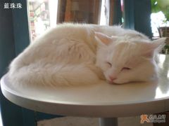 -Babycat私家御饼屋(龙头路一店)