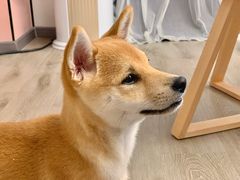 柴犬-浣熊柯尔鸭土拨鼠·电玩咖