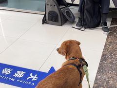 -申普宠物医院·心脏介入·心血管微创(总院)