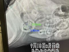 -佩兹宠物医院肿瘤专科·眼科·牙科(黄浦店)