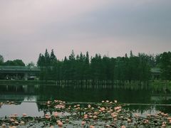 -白鹭湾湿地公园