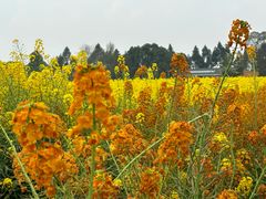 -中国天府农业博览园