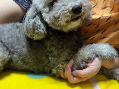 -美联众合爱康动物医院•复杂内科•肿瘤科•牙科•腔镜诊疗中心