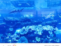 -迪拜水族馆及水下动物园