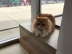 -藏猫猫咖啡主题馆(中央大道店)