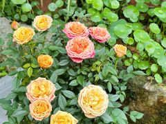 -谷咖啡·鲜花绿植花园餐厅