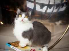 -飞行喵MR PILOT|猫舍·猫咖(静安大融城店)