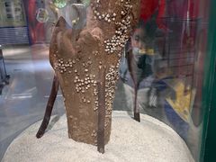 -上海昆虫博物馆