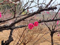 -南国桃园旅游度假区