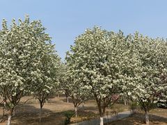 -永定河休闲森林公园