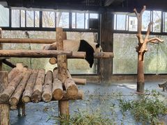 -上海野生动物园