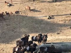 -贵州森林野生动物园