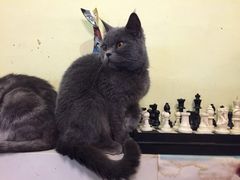 -猫色咖啡·猫咖