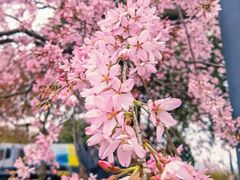 -顾村公园