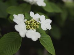 -陕西省西安植物园