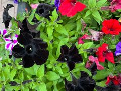 -老阿尔巴特大街