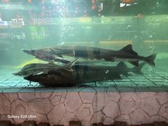-年辉渔村·非遗传承餐厅(新丰江店)