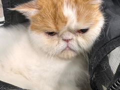 -安安宠医宠物医院·异宠·犬猫内科(岳阳分院)
