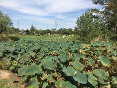 -上海长兴岛郊野公园