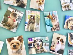 -爱妮康宠物医院·干细胞免疫细胞·肿瘤·心脏(张江店)