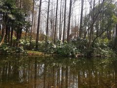 -上海滨江森林公园