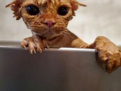 -PETKIT 小佩宠物·低压洗护·美容·寄养(安远店)