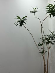-张小野·专业半永久纹眉