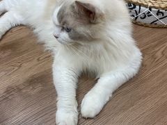 -楼上猫咖(罗湖店)