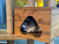 -more than meow吴止猫主题餐厅(承德 中船汇店)