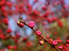 -紫竹院公园冰场