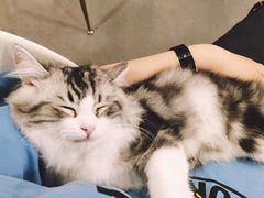 -飞行喵MR PILOT|猫舍·猫咖(静安大融城店)
