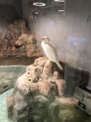 -七巧国萌宠乐园(龙湖天街店)
