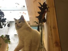 -猫色咖啡·猫咖